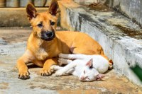 Câmara de Mampituba aprova projeto que institui programa de castração de cães e gatos